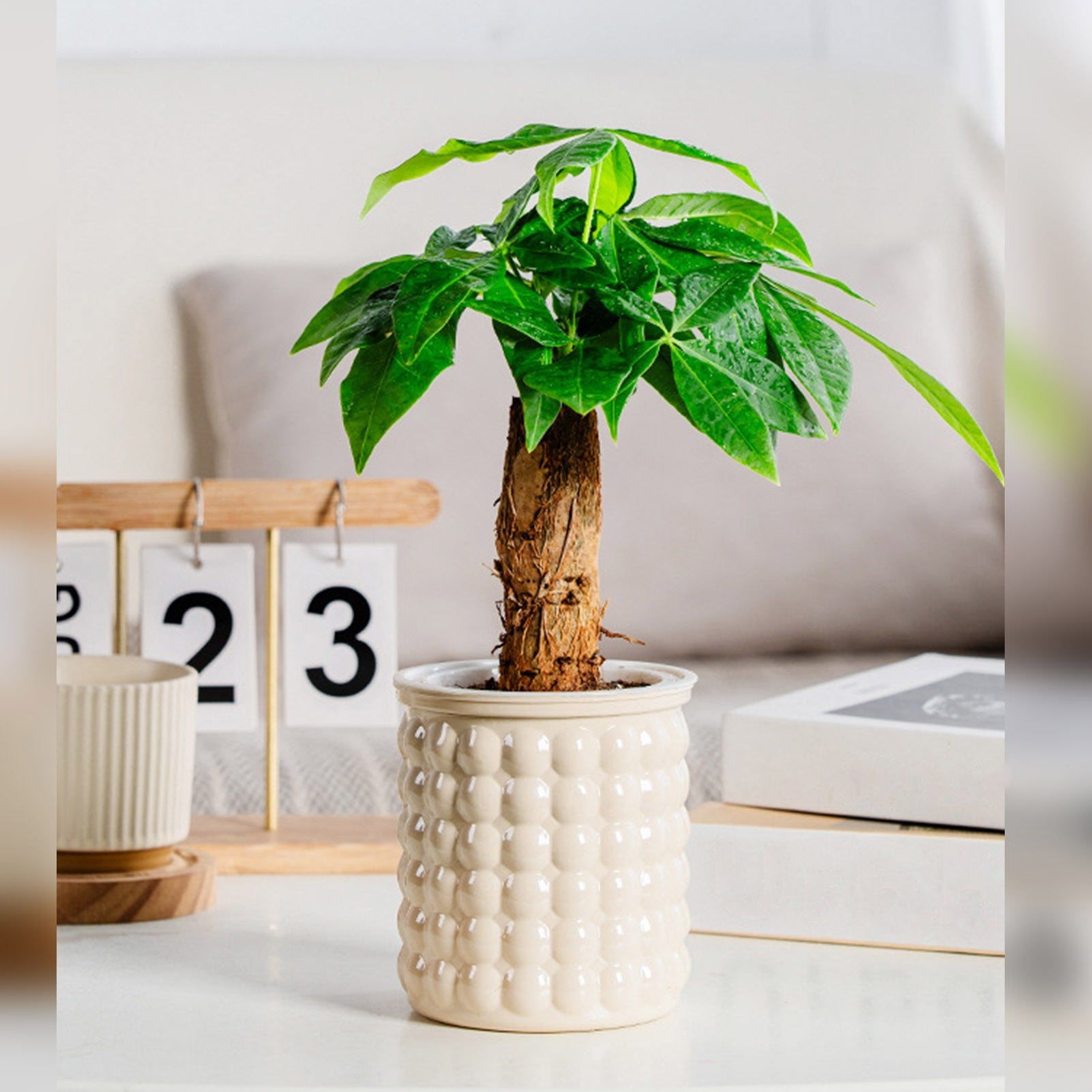 Vaso de flores com rega automática, vaso de plantas de plástico transparente par